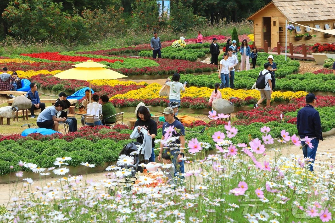 본문 이미지 - 인제 가을꽃축제 자료사진.(뉴스1 DB)