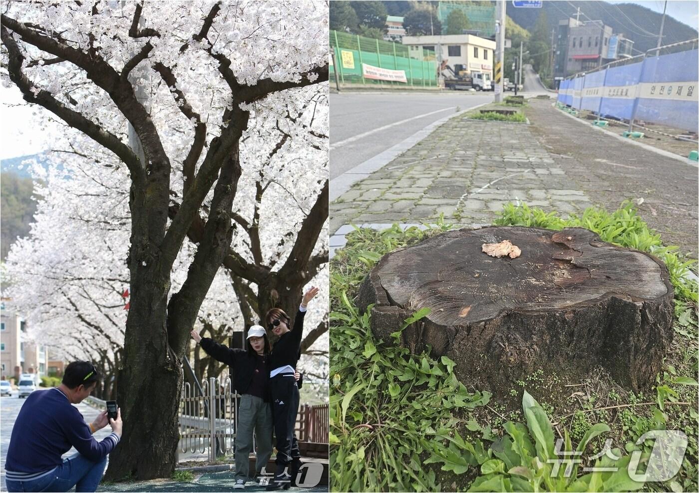 (좌측)지난해 4월초 벚꽃이 만발한 단성면 벚꽃길. (우측) 전기톱으로 잘려나간 단성면 벚꽃길.2025.10.30/뉴스1 손도언 기자 