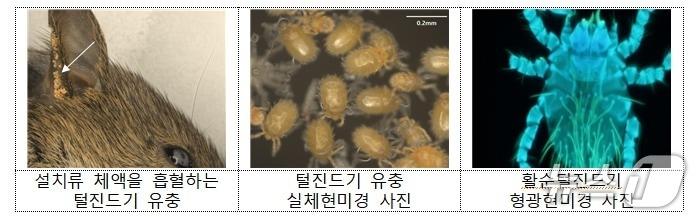 본문 이미지 - 질병관리청은 쯔쯔가무시증을 옮기는 털진드기가 급증한 데 따라 가을철 야외 활동을 할 때 물림을 주의해야 한다고 30일 밝혔다. 사진은 털진드기의 모습.&#40;질병관리청 제공&#41;