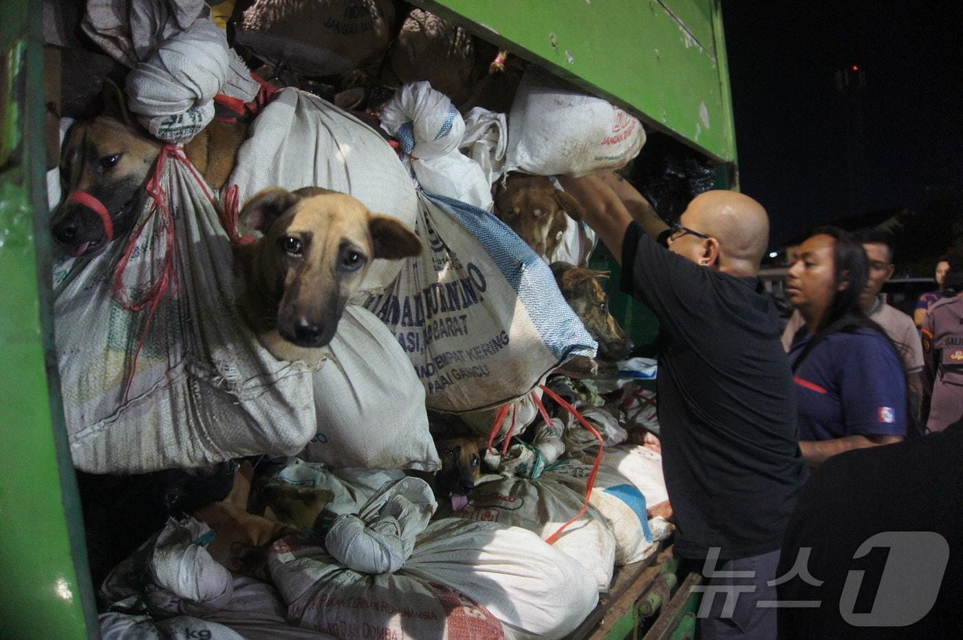 지난해 1월 6일&#40;현지시간&#41; 인도네시아 동물보호소 활동가들이 인도네시아 스마랑에서 경찰에 압수된 개 수백 마리를 실은 트럭을 검사하고 있다. 이날 인도네시아 경찰은 쇠사슬에 묶인 채 도축장으로 향하던 200마리 이상의 개를 실은 트럭을 압수했다고 밝혔다. 2024.01.06. ⓒ AFP=뉴스1 ⓒ News1 이정환 기자