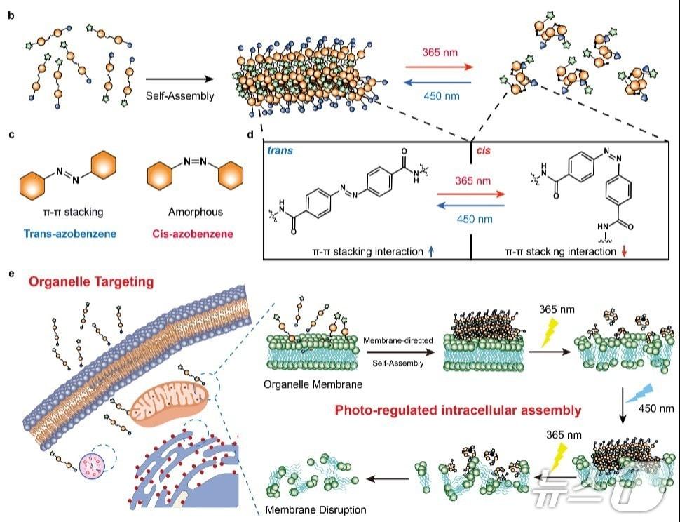 본문 이미지 - 빛 파장에 따라 조립과 분해를 반복하는 광 스위칭 분자의 작동 원리.(UNIST 제공. 재판매 및 DB금지)/뉴스1