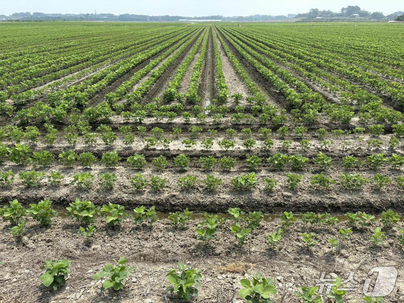 본문 이미지 - 김제 논콩 거점지구.&#40;김제시 제공. 재판매 및 DB금지&#41;