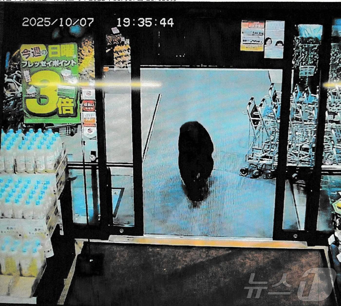 본문 이미지 - 7일&#40;현지시간&#41; 일본 경찰이 공개한 CCTV영상에서 일본 군마현 누마타의 한 슈퍼마켓 안을 곰 한 마리가 걸어 다니고 있다. 2025.10.07. ⓒ AFP=뉴스1 ⓒ News1 이정환 기자