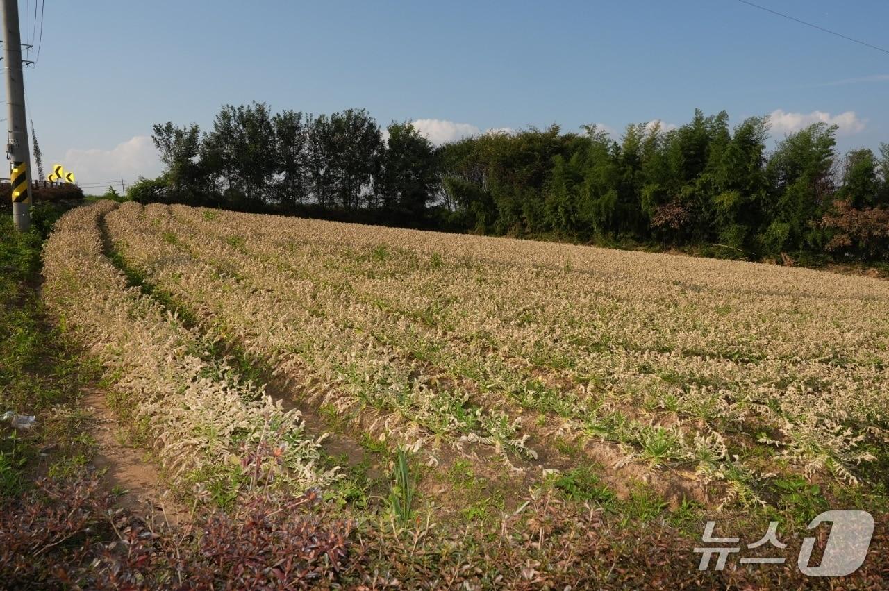 본문 이미지 -  음성 대소면 화학물질 누출 사고로 피해를 본 무 밭.&#40;음성군의회 제공. 재판매 및 DB금지&#41;/뉴스1