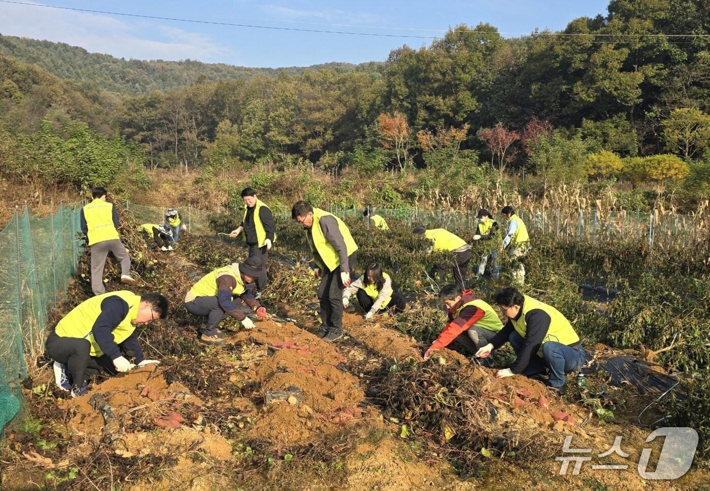 NH농협생명, 수확철 농촌일손돕기 실시/사진제공=NH농협생명