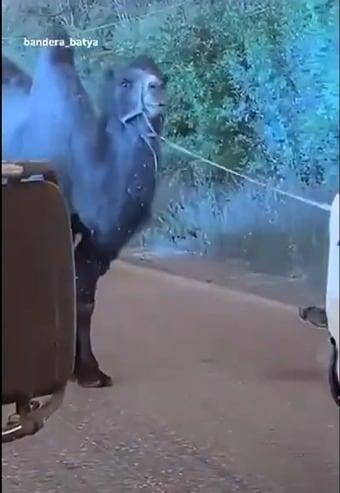 본문 이미지 - 우크라이나군이 낙타를 포획한 모습. (엑스 'Ivan Khomenko') 