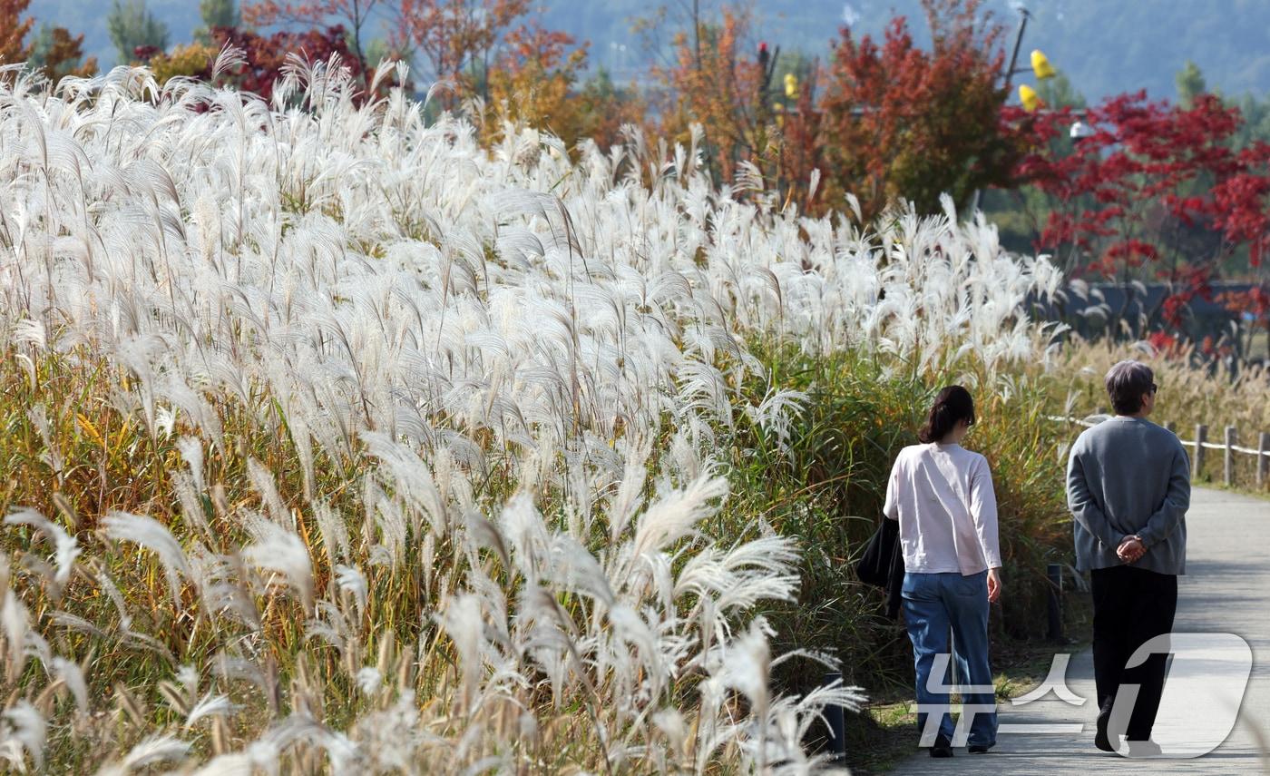 완연한 가을 날씨를 보인 31일 경기 화성시 동탄호수공원을 찾은 시민들이 만개한 억새밭 사이에서 산책을 하고 있다. 2025.10.31/뉴스1 ⓒ News1 김영운 기자