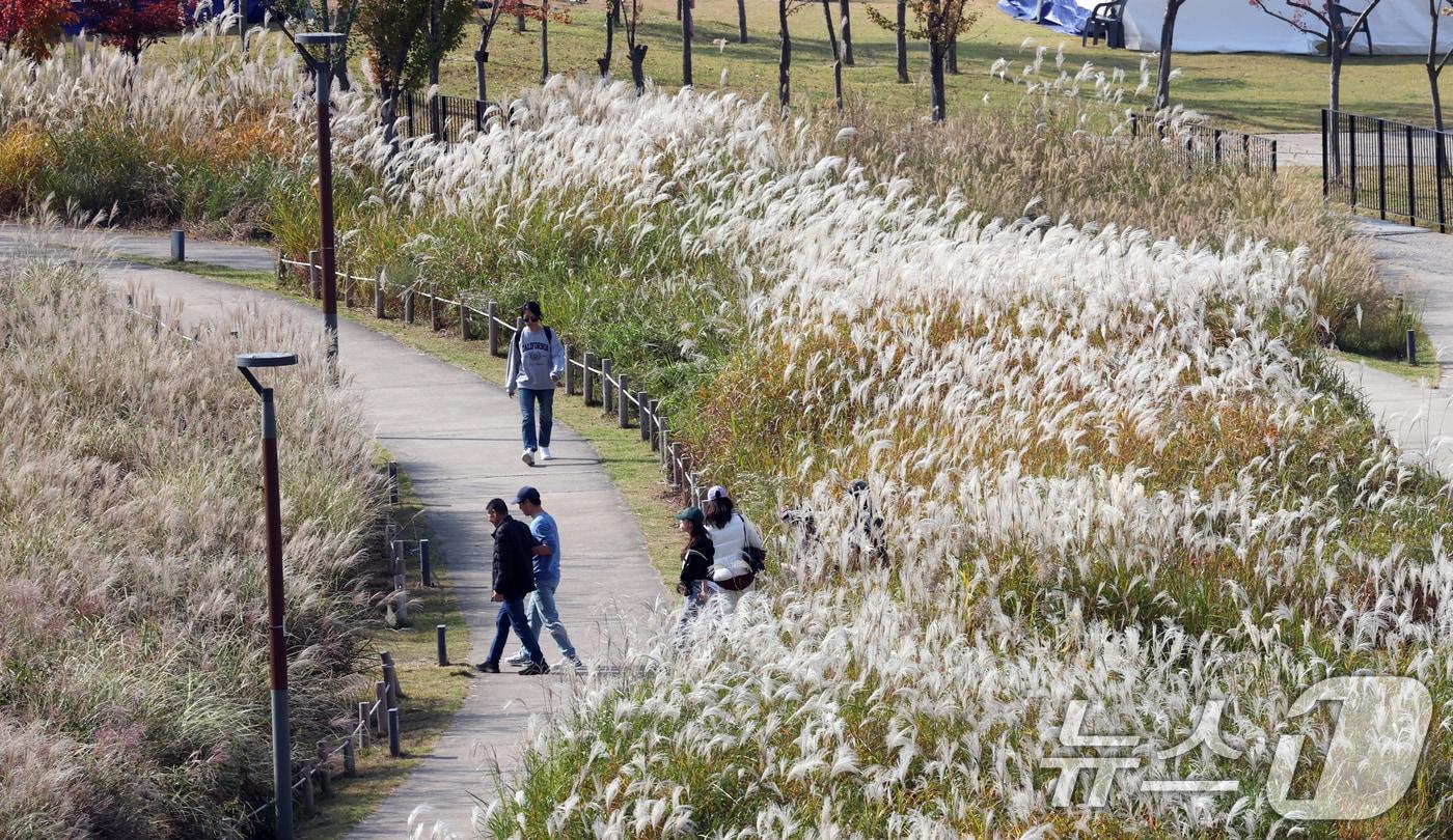 경기 화성시 동탄호수공원을 찾은 시민들이 만개한 억새밭 사이에서 산책을 하고 있다.&#40;자료사진&#41;/뉴스1 DB