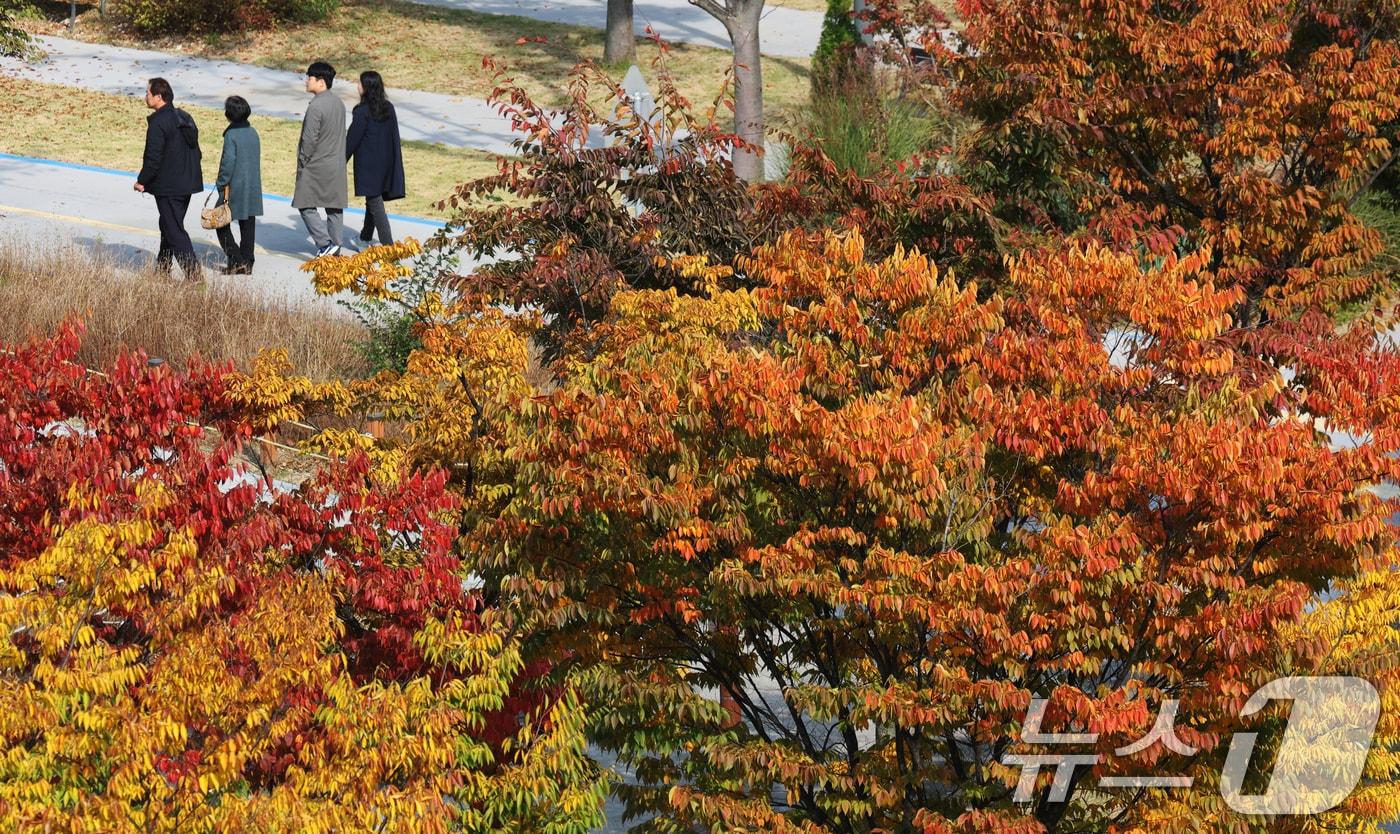 완연한 가을 날씨를 보인 31일 경기 화성시 동탄호수공원에 단풍이 물들어 있다. 2025.10.31/뉴스1 ⓒ News1 김영운 기자