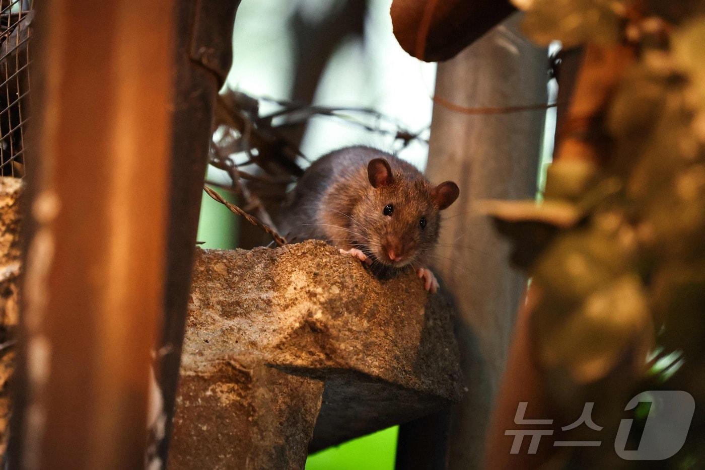 8월 1일(현지시간) 미국 뉴욕시 맨해튼 할렘의 한 뒷골목에서 쥐 한 마리가 서성이고 있다. 2025.08.01. ⓒ AFP=뉴스1 ⓒ News1 윤다정 기자