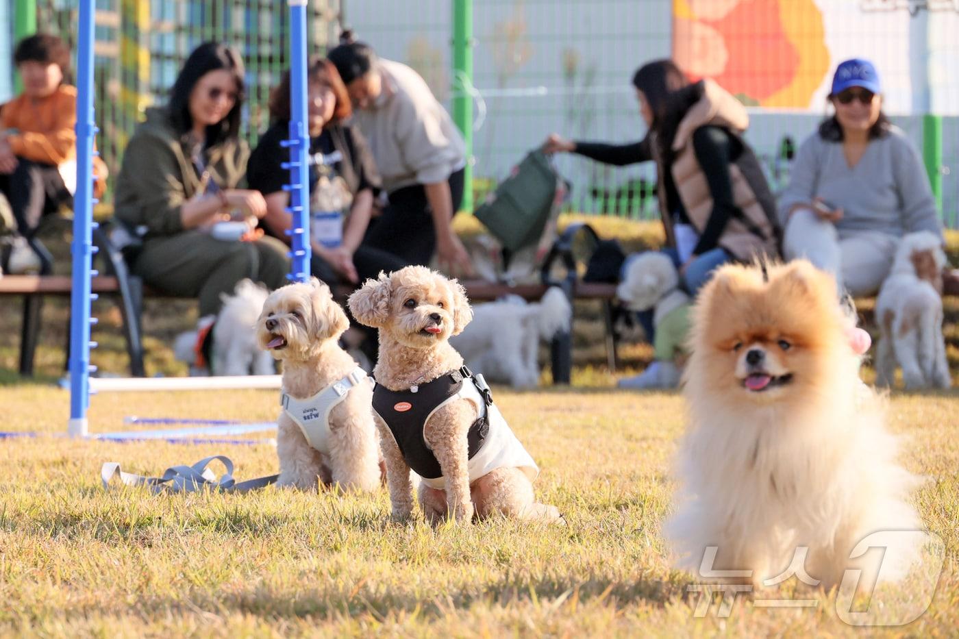 전북 임실군 치즈테마파크 펫투어 참여한 반려견.&#40;임실군제공. 재판매 및 DB금지&#41;2025.10.31/뉴스1