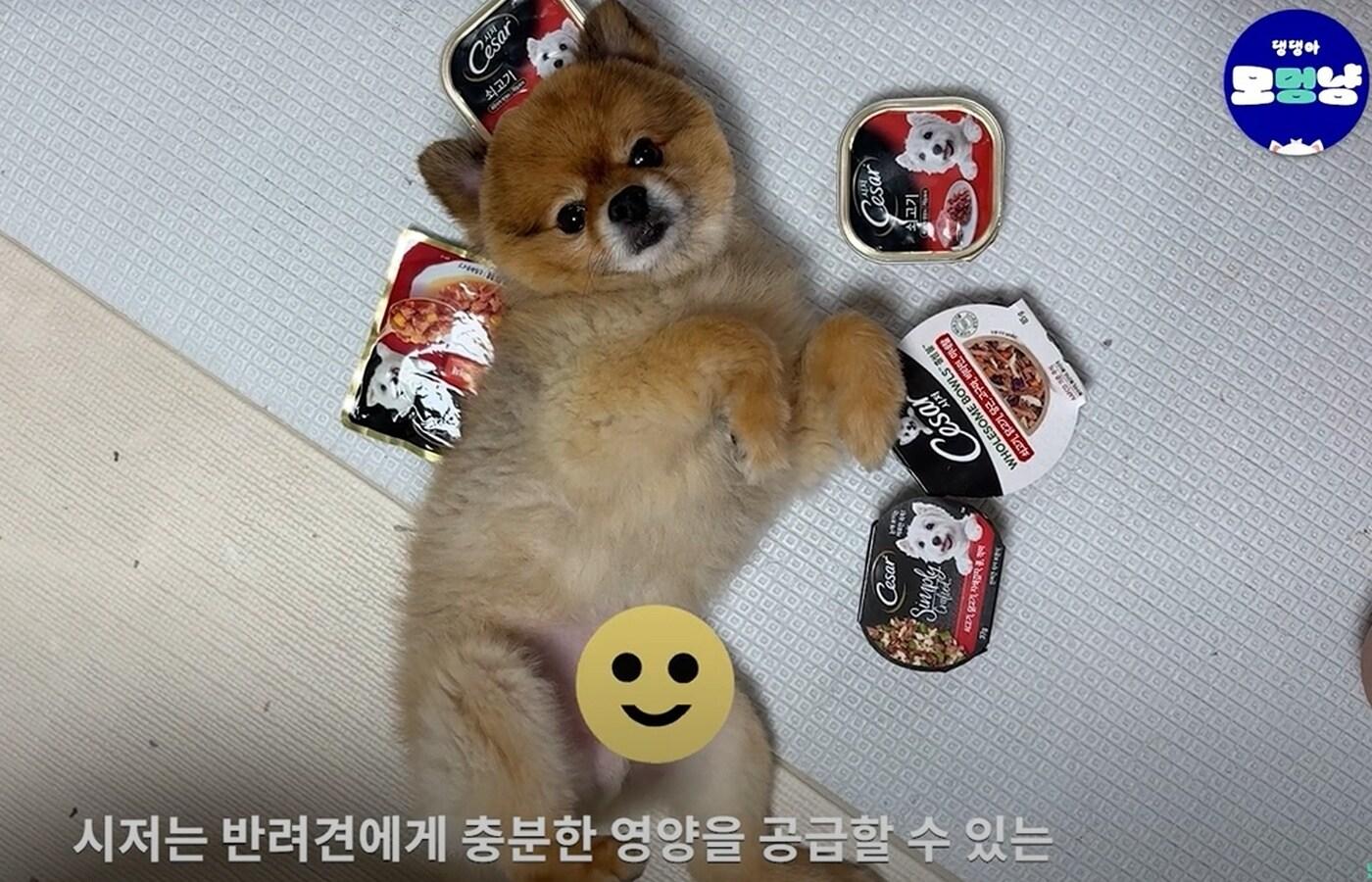 심용희 한국마즈 수의사는 최근 &#39;반려의 완성&#39; 유튜브 채널에 출연해 습식 사료에 대한 오해에 대해 설명했다&#40;유튜브 갈무리&#41;. ⓒ 뉴스1