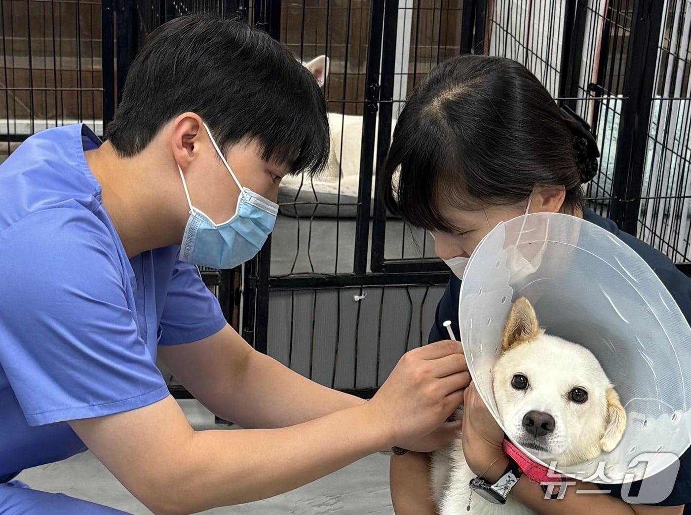 본문 이미지 - FM동물메디컬센터 수의사가 보호소 동물에게 예방 접종을 하고 있다&#40;병원 제공&#41;. ⓒ 뉴스1