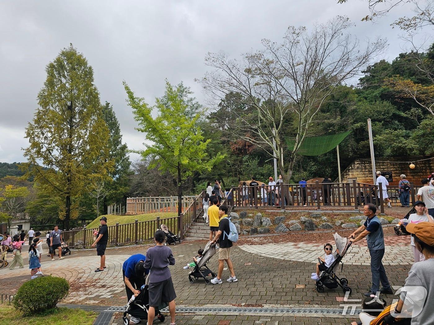 본문 이미지 - 추석 연휴인 5일 광주 북구 우치동물원에서 나들이객들이 동물원 인기스타인 &#39;모녀 코끼리&#39;를 구경하고 있다. 2025.10.5/뉴스1 최성국 기자