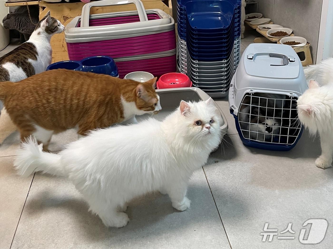 본문 이미지 - 나비야 사랑해가 보호 중인 고양이들 ⓒ 뉴스1