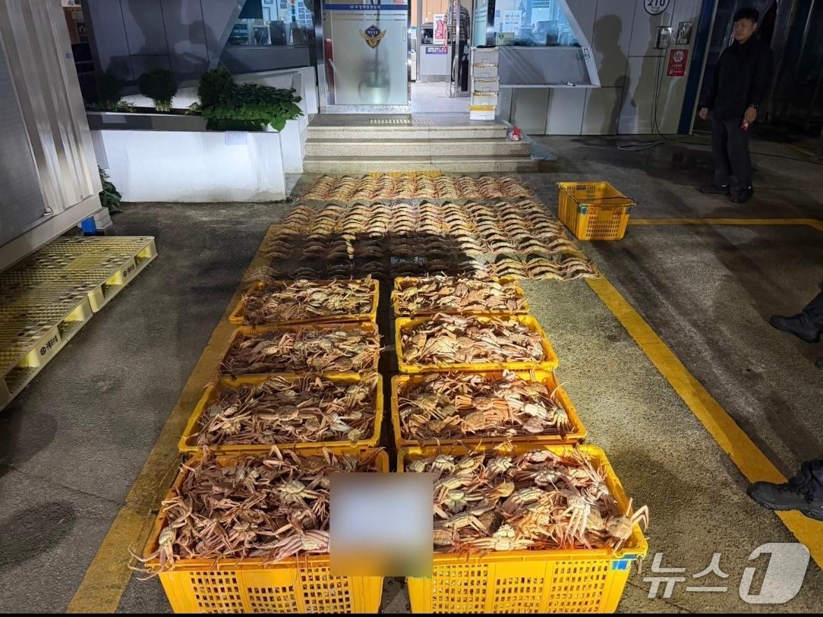 본문 이미지 - 포항해양경찰서는 6일 연중 포획이 금지된 암컷대게 3200여마리를 잡은 선장 등 2명을 붙잡아 조사하고 있다. 선장 A 씨가 거주지 창고에 보관한 암컷대게.&#40;포항해경 제공,재판매 및 DB 금지&#41;