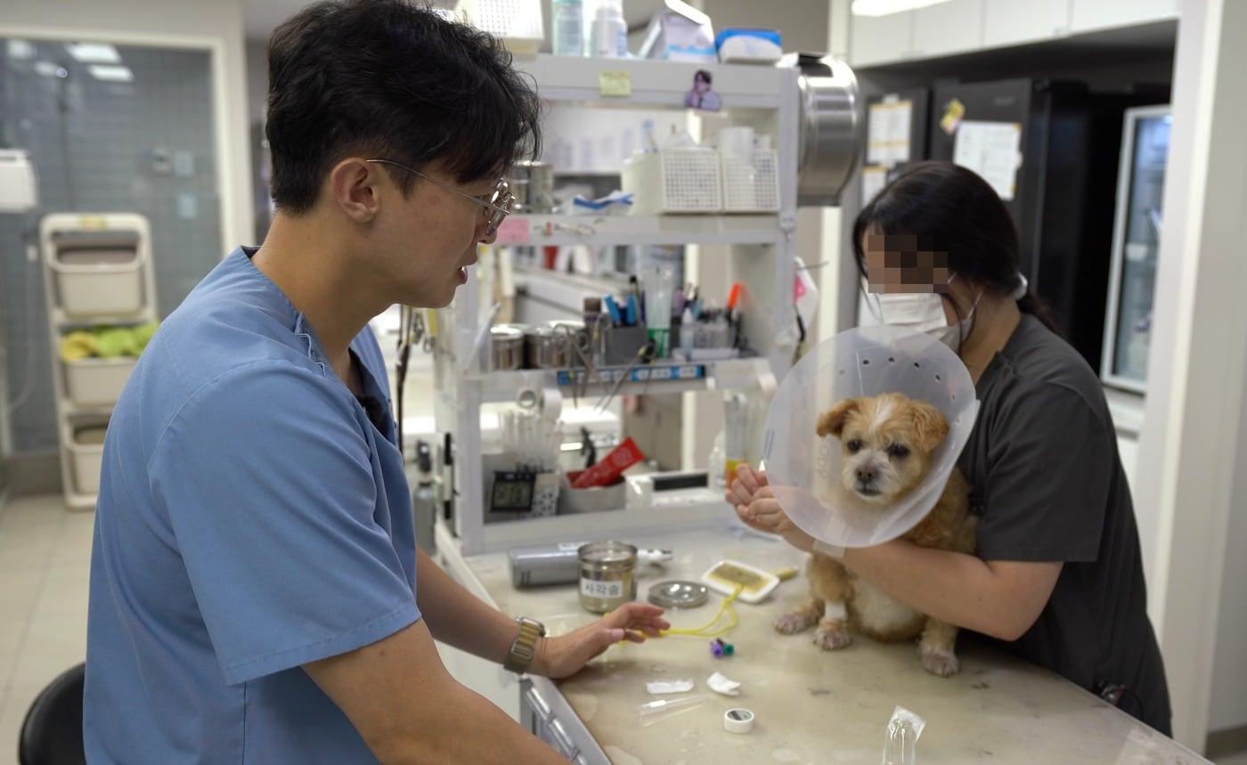 김동현 월드펫동물메디컬센터 원장&#40;왼쪽&#41;이 15살 노견 강순이를 진료하고 있다&#40;병원 제공&#41;. ⓒ 뉴스1