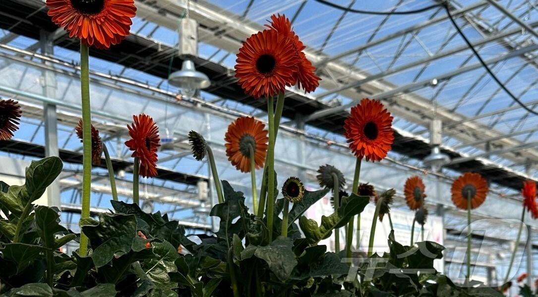 본문 이미지 - 경북농업기술원은 7일 경북 대표 화훼작목인 거베라의 명품화를 위해 스마트팜 기반 수경재배 기술개발에 속도를 내고 있다.&#40;경북도 제공. 재판매 및 DB금지&#41; /뉴스1