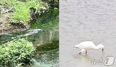 본문 이미지 - 덕진공원에서 목격된 수달과 노랑부리저어새./뉴스1