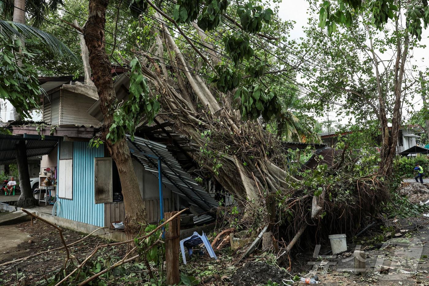 태국 방콕에서 4일 강풍과 폭우가 발생해 나무가 뿌리째 뽑혀 건물 위로 쓰러져 잇다. 2025.10.4 ⓒ 로이터=뉴스1 ⓒ News1 강민경 기자