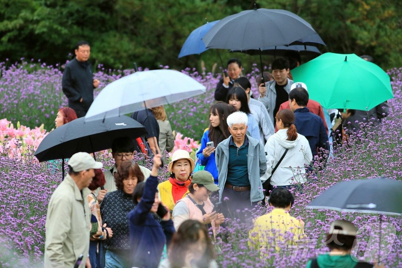 7일 오후 강원 인제군 북면 용대리 일원에서 열린 &#39;2025 인제 가을꽃 축제&#39;에서 관광객들이 우산을 쓰고 꽃길을 거닐며 추억을 쌓고 있다. 지난달 27일 개막한 축제는 ‘인제에서 꽃길만 걷자’를 주제로 오는 19일까지 이어진다.&#40;인제군 제공. 재판매 및 DB금지&#41; 2025.10.7/뉴스1 ⓒ News1 이종재 기자