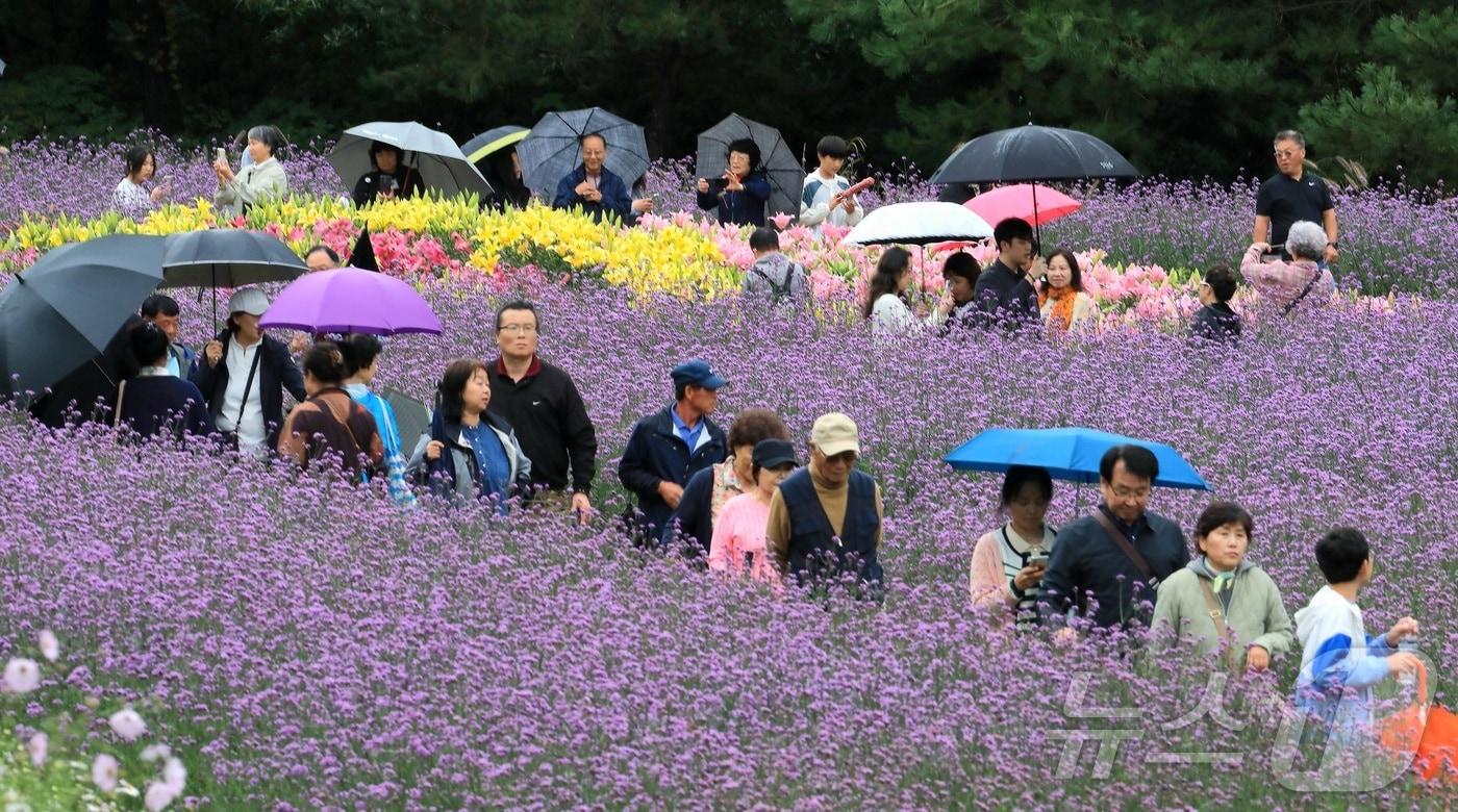 7일 오후 강원 인제군 북면 용대리 일원에서 열린 &#39;2025 인제 가을꽃 축제&#39;에서 관광객들이 우산을 쓰고 꽃길을 거닐며 추억을 쌓고 있다. 지난달 27일 개막한 축제는 ‘인제에서 꽃길만 걷자’를 주제로 오는 19일까지 이어진다.&#40;인제군 제공. 재판매 및 DB금지&#41; 2025.10.7/뉴스1 ⓒ News1 이종재 기자