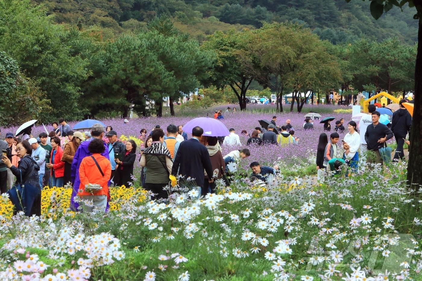 7일 오후 강원 인제군 북면 용대리 일원에서 열린 &#39;2025 인제 가을꽃 축제&#39;를 찾은 관광객들이 우산을 쓰고 꽃길을 걷고 있다. 지난달 27일 개막한 축제는 ‘인제에서 꽃길만 걷자’를 주제로 오는 19일까지 이어진다.&#40;인제군 제공. 재판매 및 DB금지&#41; 2025.10.7/뉴스1 ⓒ News1 이종재 기자