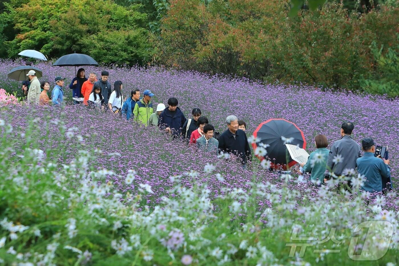 7일 오후 강원 인제군 북면 용대리 일원에서 열린 &#39;2025 인제 가을꽃 축제&#39;에서 관광객들이 우산을 쓰고 꽃길을 거닐며 추억을 쌓고 있다. 지난달 27일 개막한 축제는 ‘인제에서 꽃길만 걷자’를 주제로 오는 19일까지 이어진다.&#40;인제군 제공. 재판매 및 DB금지&#41; 2025.10.7/뉴스1 ⓒ News1 이종재 기자
