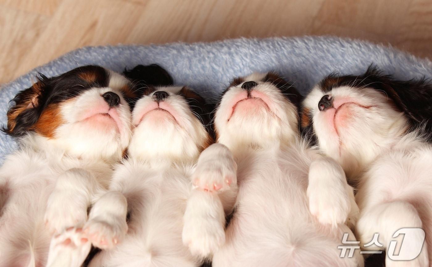 배를 드러내고 자는 강아지들&#40;사진 클립아트코리아&#41; ⓒ 뉴스1