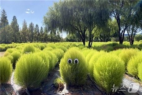 본문 이미지 - 화명생태공원 수생식물원 홍댑싸리단지.&#40;부산시 제공. 재판매 및 DB금지&#41;