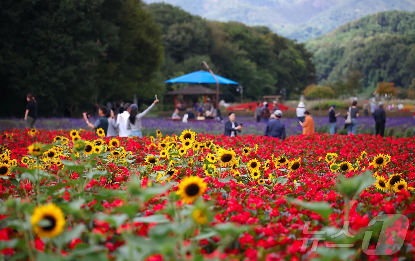 9일 경남 함양군 상림공원꽃단지에서 시민들이 꽃구경을 하며 즐거운 시간을 보내고 있다. &#40;함양군 제공. 재판매 및 DB 금지&#41; 2025.10.9/뉴스1