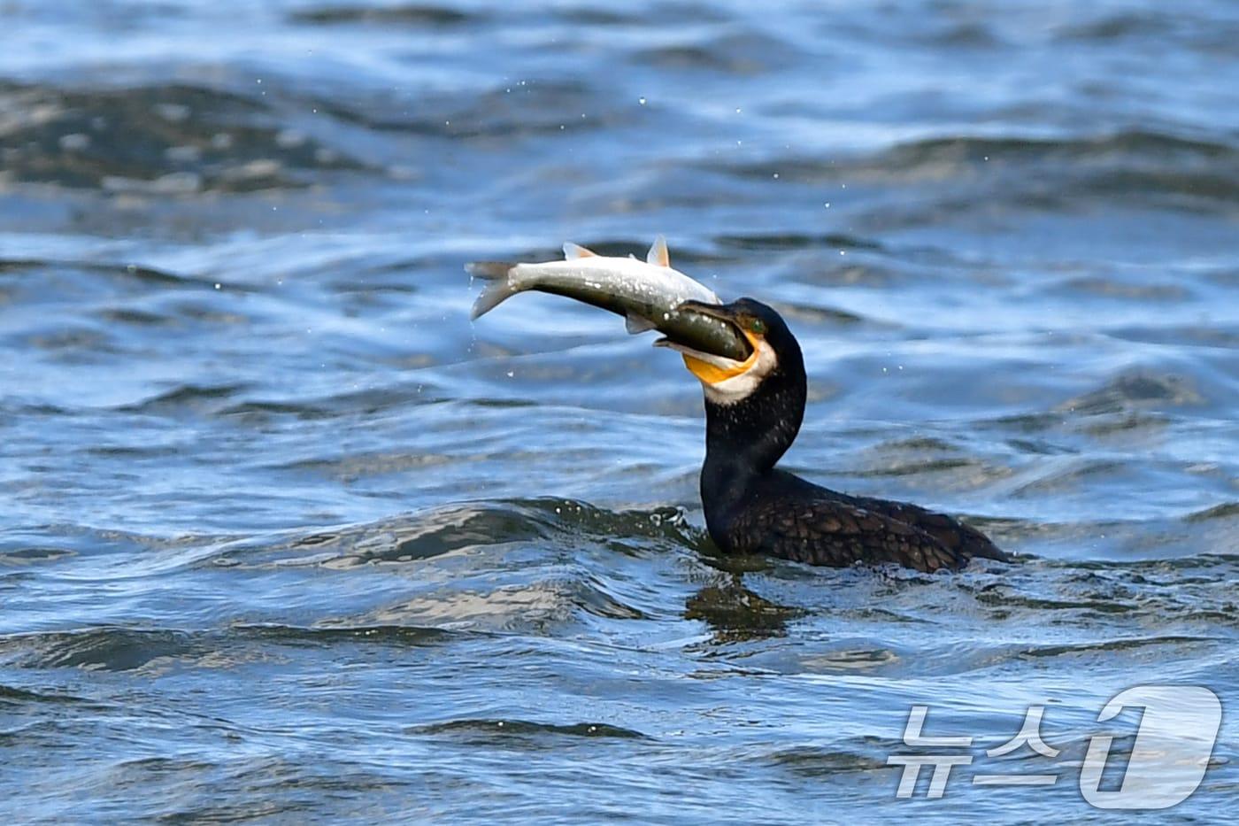 물고기를 사냥하는 가마우지(자료사진)/뉴스1 ⓒ News1 최창호 기자