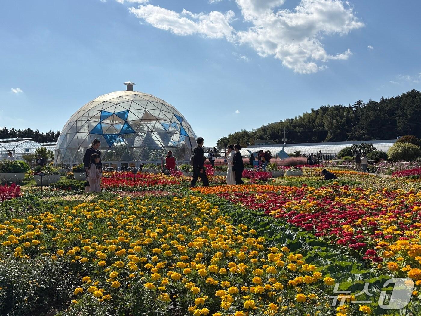 본문 이미지 - 1일 개막한 거제섬꽃축제 내 별돔별돔 구역에서 시민들이 길을 걷고 있다.2025.11.01/뉴스1 강미영기자