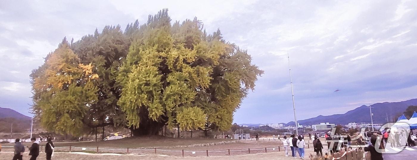 '2025 반계리 은행나무 축제'가 오는 2일 강원 원주시 문막읍 반계리 은행나무과장에서 열릴 예정인 가운데, 하루 전인 1일 오후에도 관광객들이 은행나무광장으로 몰려들었다. 2025.11.1/뉴스1 신관호 기자