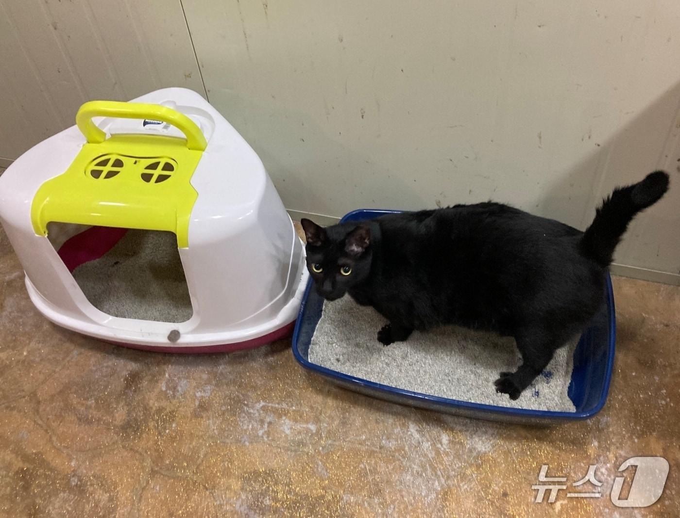 본문 이미지 - '내일은 고양이' 보호소(벳아너스 제공) ⓒ 뉴스1