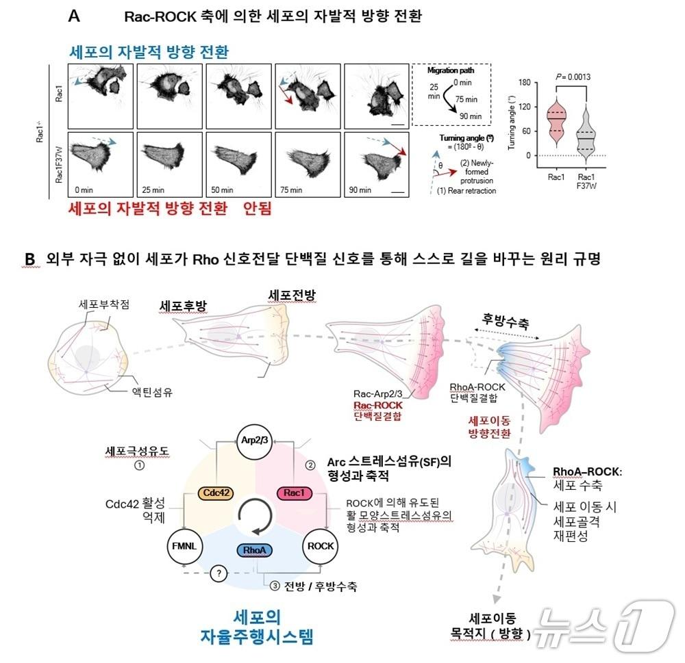 본문 이미지 - Rho 신호전달 단백질-효과기 단백질 앙상블이 만들어내는 세포 이동의 내재적 프로그램(KAIST 제공) /뉴스1