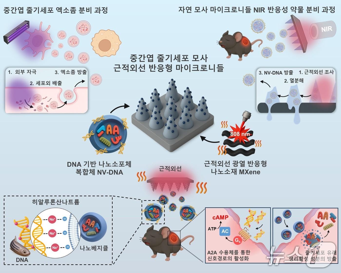본문 이미지 - 만성 당뇨성 창상 치료를 위한 줄기세포 모사 근적외선&#40;NIR&#41; 반응형 마이크로니들 개요도&#40;한국연구재단 제공&#41; /뉴스1