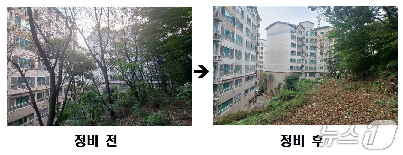 본문 이미지 - 사당유니드아파트 '위험 수목 정비' 전후 사진.(동작구 제공)