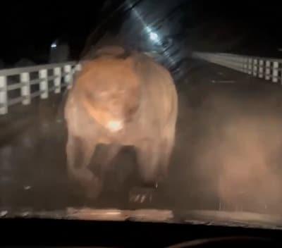 본문 이미지 - 일본 홋카이도에서 주행중이던 차에 돌진하는 곰&#40;엑스&#40;X&#41; 영상 갈무리&#41;