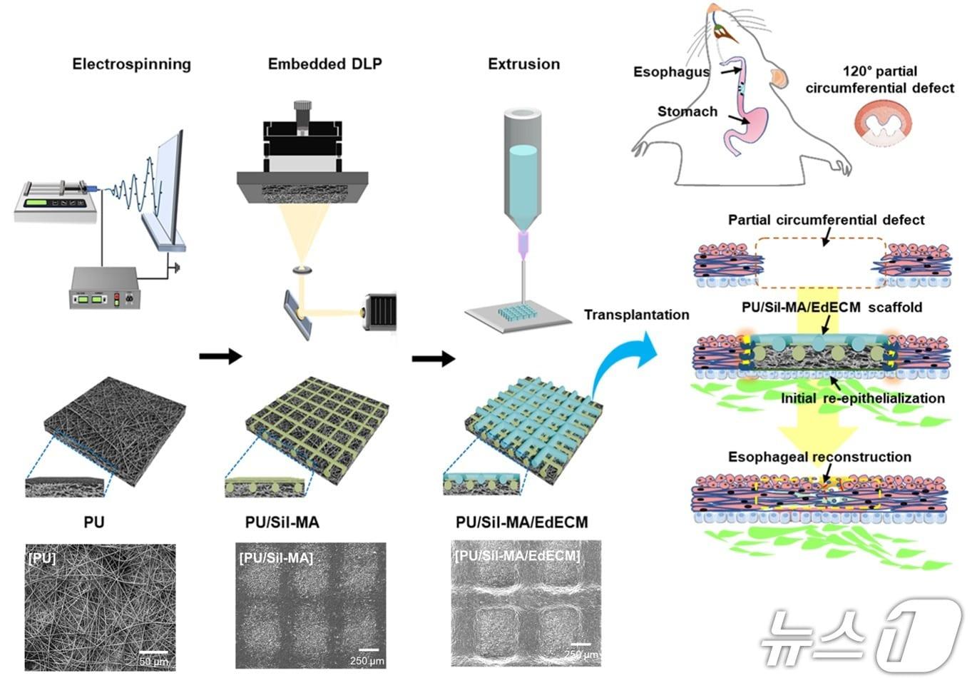 본문 이미지 - 융합 바이오 가공 인공식도 제작 및 조직 재생 과정 이미지. &#40;국립부경대 제공. 재판매 및 DB 금지&#41;
