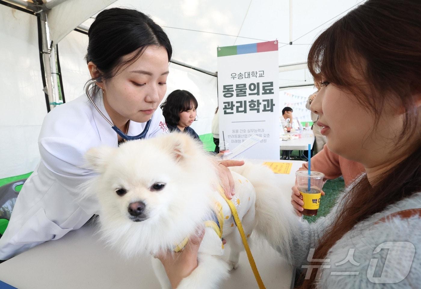  ‘2025 펫비트 페스타’에서 주민들이 반려견과 함께 프로그램을 체험하고 있다. 사진은 기사와 관련 없음. (뉴스1 DB. 재판매 및 DB금지)2025.11.10/뉴스1 ⓒ News1 김기태 기자