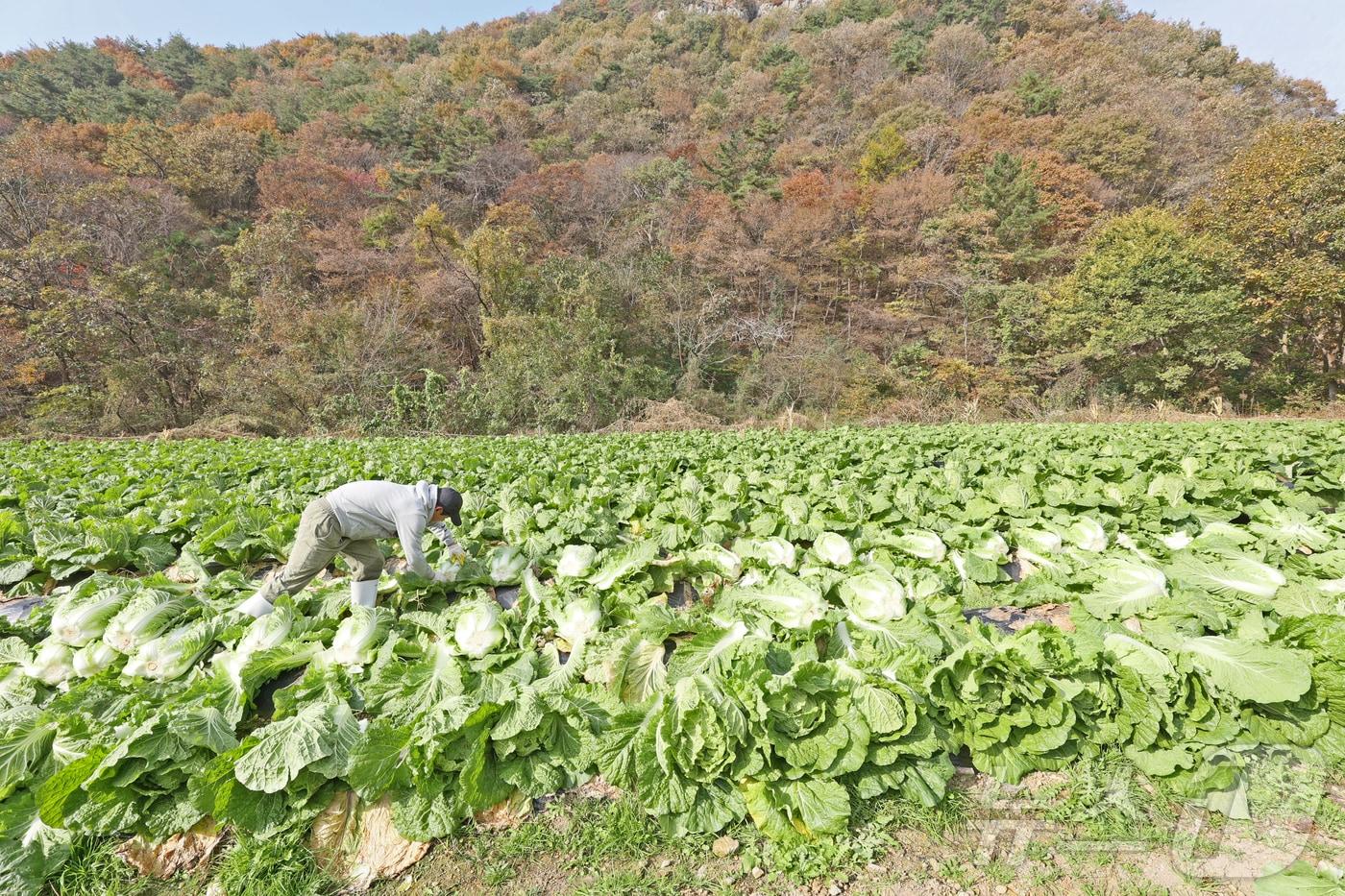 10일 전북 임실군 신덕면의 배추밭에서 농부들이 김장시즌을 맞아 속이 꽉찬 배추를 수확하고 있다.&#40;임실군제공. 재판매 및 DB금지&#41;2025.11.10/뉴스1 ⓒ News1 김동규 기자