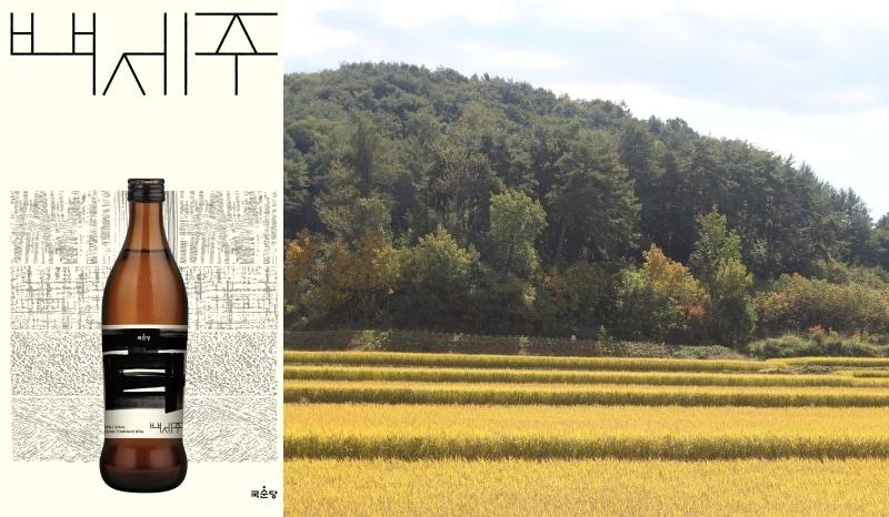 본문 이미지 - 국순당 백세주 및 설갱미 재배단지 모습&#40;국순당 제공&#41;