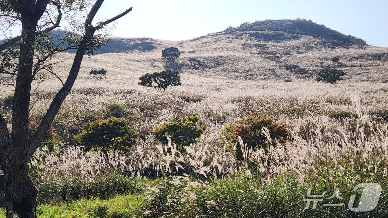 본문 이미지 - 합천 황매산 억새 군락지의 목수국&#40;합천군 제공. 재판매 및 DB금지&#41;.