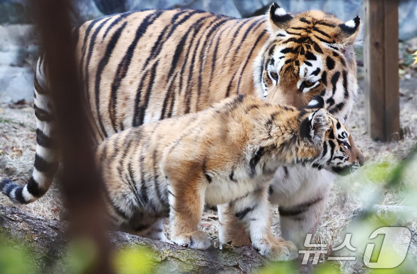 본문 이미지 - 경기 과천시 서울대공원 동물원에서 시베리아 새끼호랑이 설호가 어미 펜자와 뛰놀고 있다.  2025.11.11 ⓒ 뉴스1 김민지 기자