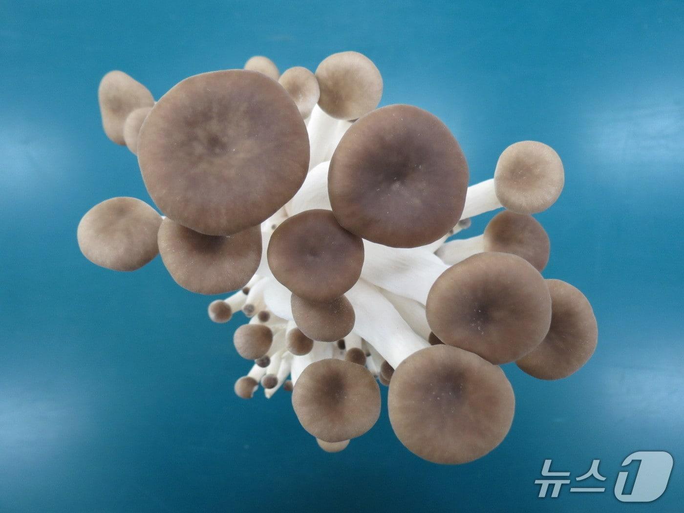 본문 이미지 - 경남농업기술원이 육성한 신품종 버섯 &#39;새느’&#40;경남농기원 제공. 재판매 및 DB금지&#41;.