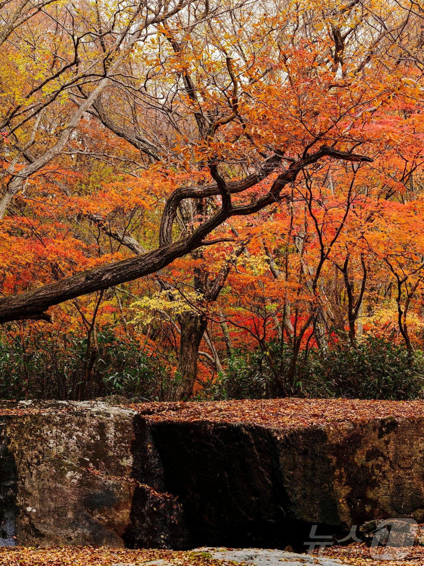 본문 이미지 - 11일 전북 진안군 주천면 운장산 칠성대에 가을이 깊어지고 있다.&#40;진안군제공. 재판매 DB금지&#41;2025.11.11/뉴스1