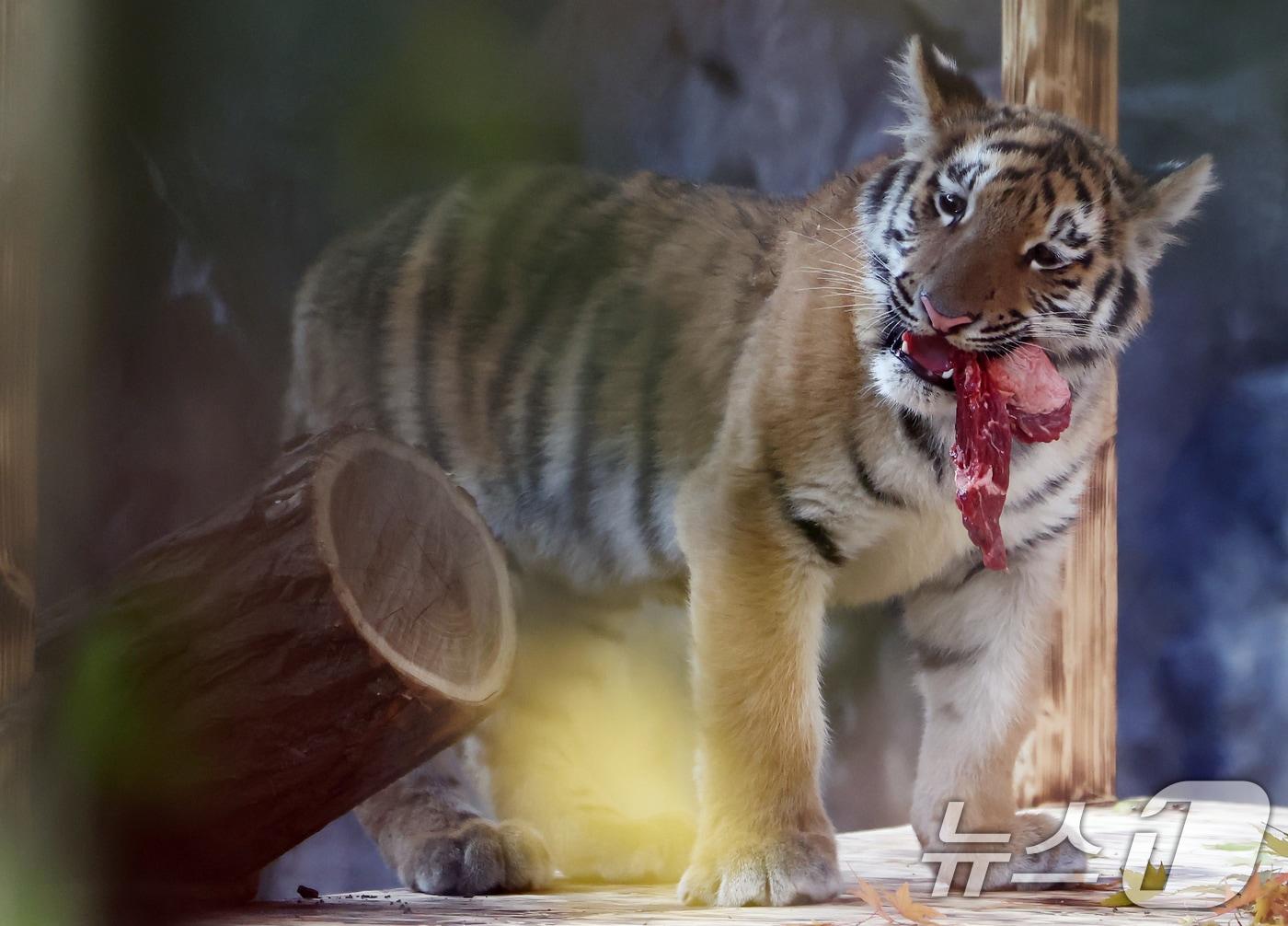 본문 이미지 - 11일 오전 경기 과천시 서울대공원 동물원에서 시베리아 새끼호랑이 설호가 고기를 먹고 있다. 설호는 올해 6월 6일 현충일에 서울대공원에서 태어난 순수 혈통 시베리아 호랑이다. 2025.11.11 ⓒ 뉴스1 김민지 기자