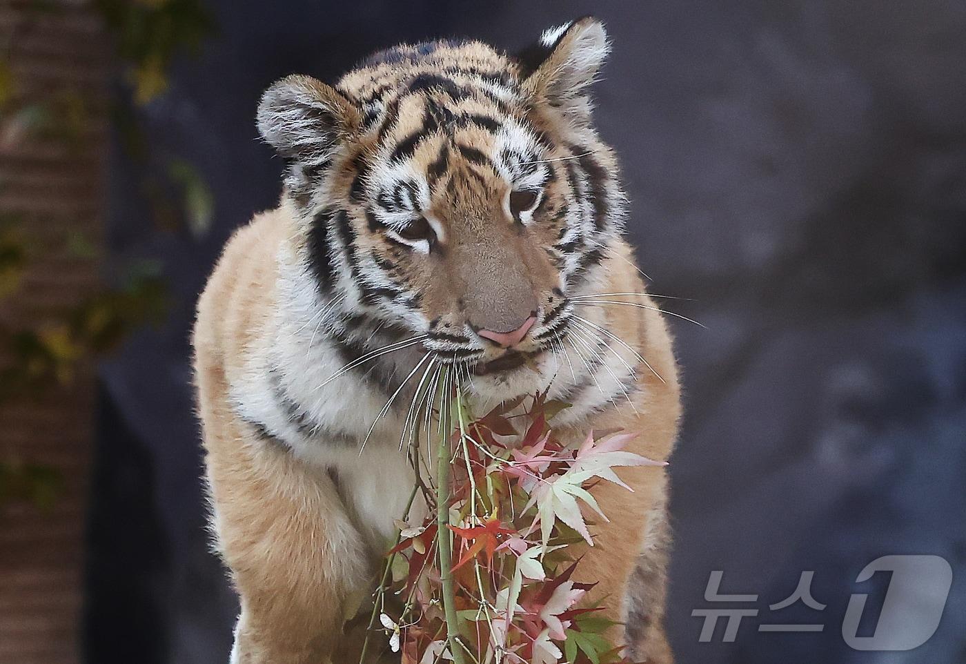 11일 오전 경기 과천시 서울대공원 동물원에서 시베리아 새끼호랑이 설호가 뛰놀고 있다. 설호는 올해 6월 6일 현충일에 서울대공원에서 태어난 순수 혈통 시베리아 호랑이다. ⓒ News1 김민지 기자