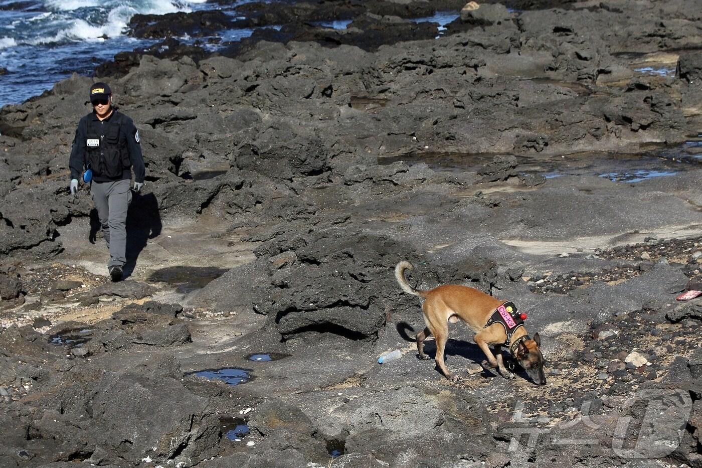 11일 오후 제주시 연대포구 인근에서 제주걍칠 소속 수색견이 마약류를 찾기 위해 수색하는 모습. 2025.11.11/뉴스1 ⓒ News1 홍수영 기자